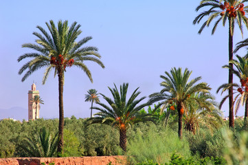 Fototapeta na wymiar Maroko, Marakesz: palmy