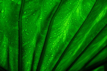 gr&uuml;nes Palmenblatt