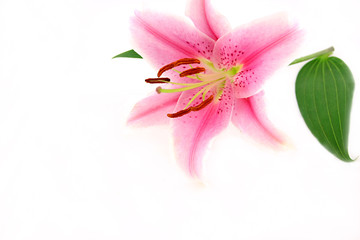 Obraz na płótnie Canvas piękne egzotyczne lilly