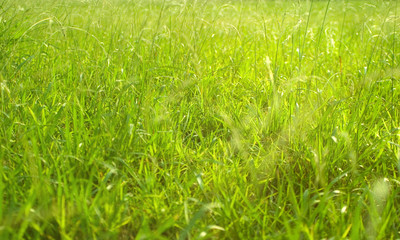 Green grass,green field with light