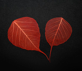 Delicate Leaves on a black background