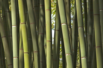 Obraz premium Bamboos