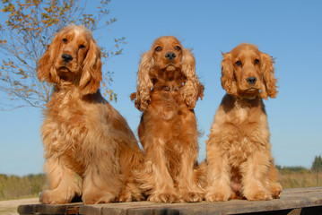 trois cockers
