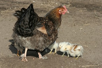 Mother hen and chickens