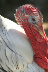 Bird Turkey Portrait