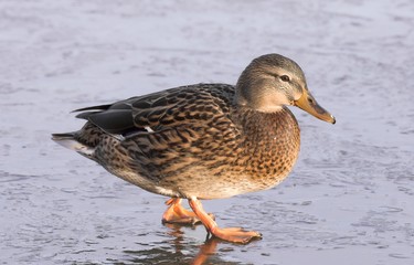 Mallard