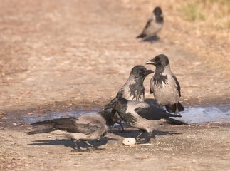hooded Crow