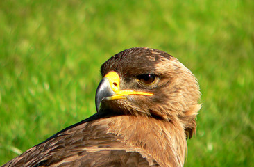 Der Steppenadler                           Aquila nipalensis