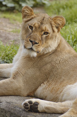 African lioness portrait 3
