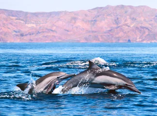 Abwaschbare Fototapete Delfin Doppeldelfin