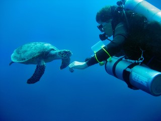Schildkröte mit Taucher