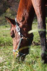 Horse grazing