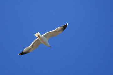 mouette aux ailes déployées