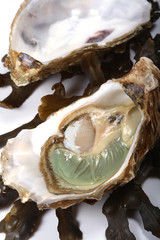 Oyster