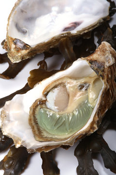 Oyster