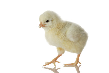 Baby chicken on the move