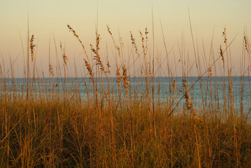 Sea Oats at Sunset © Mary Beth Granger