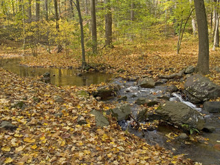 Autumn Brook