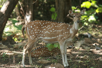 Naklejka na ściany i meble Spotted Deer, Chital
