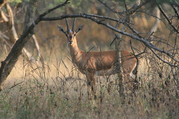 Chinkara: Indian Gazelle