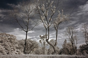 Infrared photo – tree, skies and cloud in the parks 