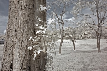 Infrared photo – tree, skies and cloud in the parks 
