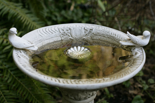 Autumn Birdbath
