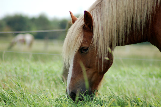 Pferd