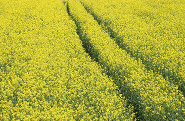 canola