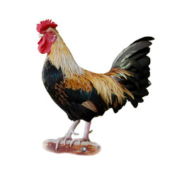 Le Coq 02