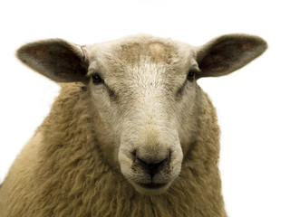Sheep close-up