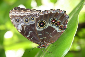 butterfly standing  on leaf