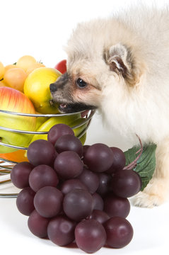 The puppy of the spitz-dog and fruit