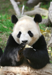 Obraz na płótnie Canvas Cute Panda