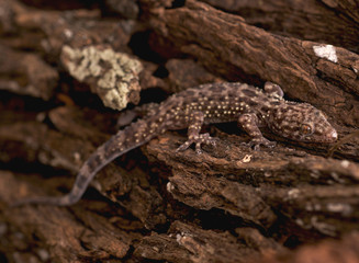 Mediterranean House Gecko