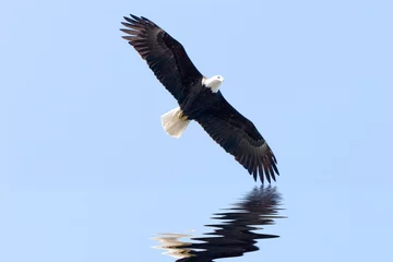 Cercles muraux Aigle American eagle