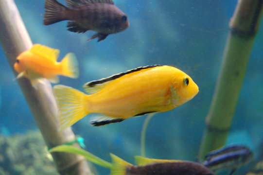 poisson exotique