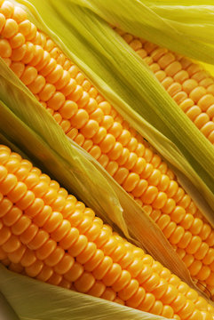 Fototapeta Corn