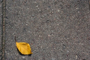 Last leaf