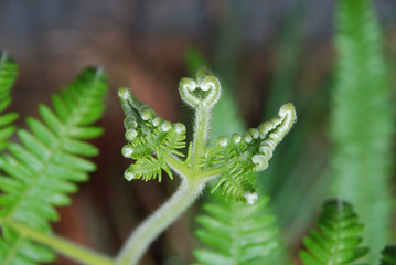 Little fern