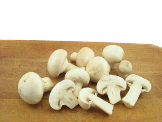 fungus