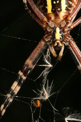 The wasp spider