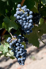 Grapes on vine