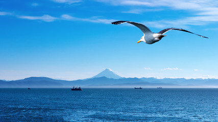 Fototapeta na wymiar Oskórowanie seagull