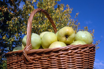 Basket with green apples in a garden on a background of the sky