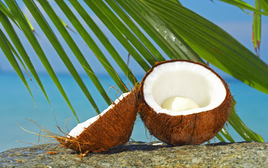 tropic scene