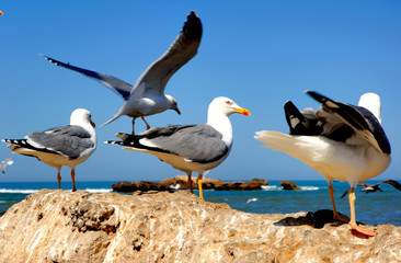 Morocco, Essaouira: Seagulls in the harbour
