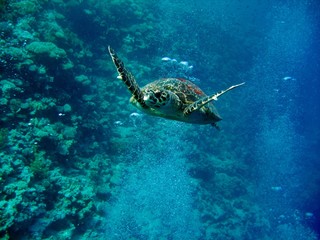 Fototapeta na wymiar Podwodny Turtle