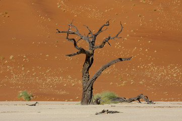 Toter Baum im Deadvlei