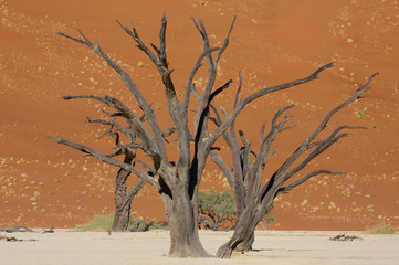 Tote B&auml;ume im Deadvlei